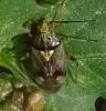 Lygus sp.